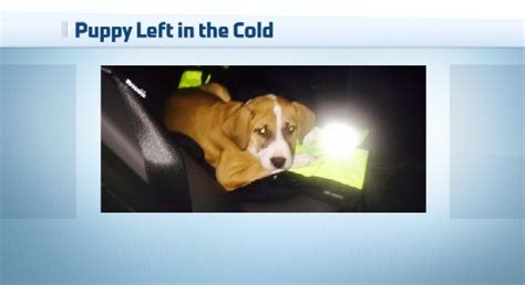 Nedrow Man Arrested Accused Of Leaving Puppy In Freezing Conditions