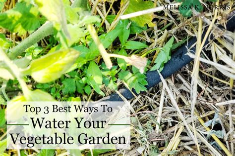 Furrows are shallow trenches between raised beds that channel water to plant roots. Best Way to Water Vegetable Garden-Increase Harvest & Eliminate Disease | Vegetable garden ...