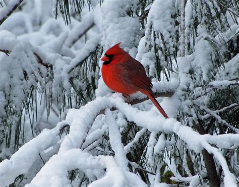 Male Cardinal In First Snow Our First Snow Of Season Here Flickr