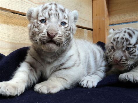 White Bengal Tiger Cubs Unveiled At White Zoo In Austria The
