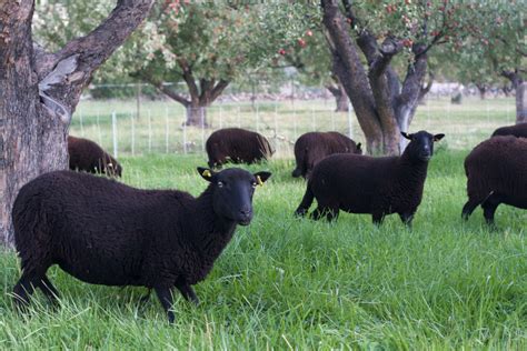 Free Images Grass Farm Wildlife Pasture Grazing Sheep Fauna