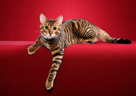 Cat Breeds That Resemble Tigers Leopards And Other Wild Cats Photo