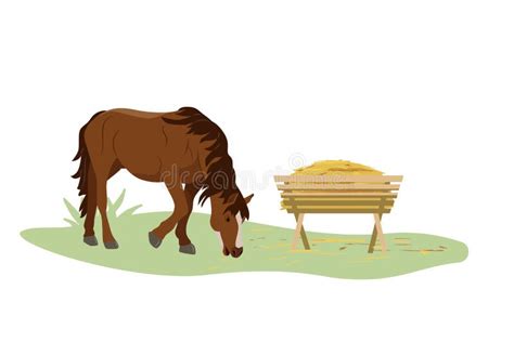 Mare Foal Eating Hay Stock Illustrations 1 Mare Foal Eating Hay Stock