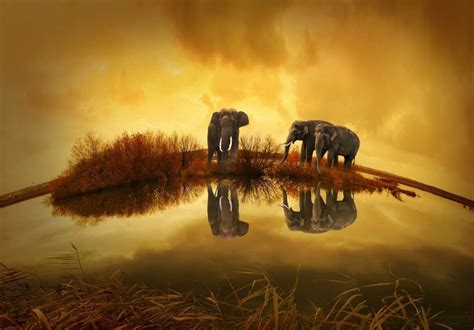 The Elephant Spirit Animal Ultimate Guide Meanings And Symbolism