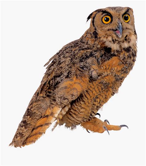 Great Horned Owl Clipart Transparent Background Real Owl Transparent