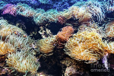 Underwater Ocean Fish And Coral Reef Photograph By Michal Bednarek