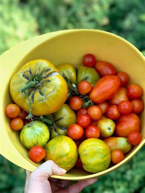 10 gardening tips for the best tomatoes | Tips for growing tomatoes, Growing tomatoes, Container 