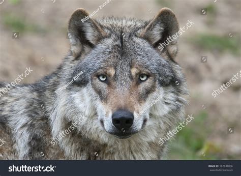 European Grey Wolf Canis Lupus Stock Photo 187834856 Shutterstock