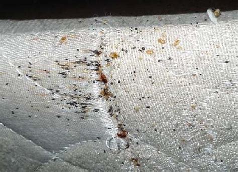 How To Get Rid Of Bed Bugs Naturally Survival Life