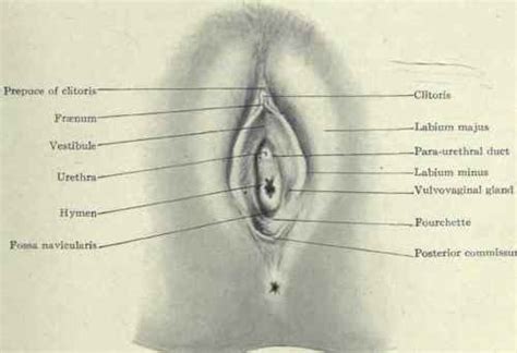 Parts of the body girl. Genitalia, female external. Causes, symptoms, treatment ...