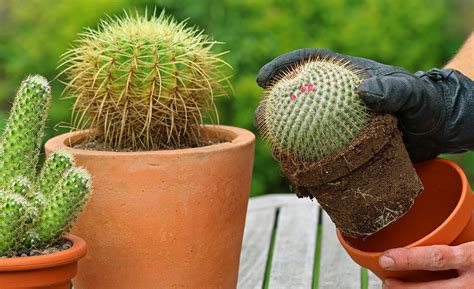 Contact your local fish and wildlife service or department of agriculture for permits if they're available. Types of Cactus Plants - The Home Depot