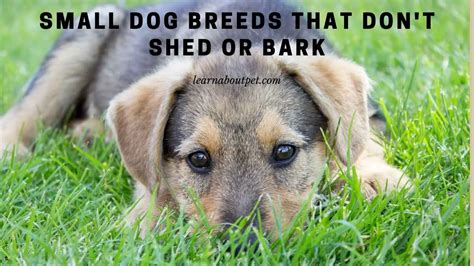 Small Dog Breeds That Dont Shed Or Bark 7 Cool Facts 2024