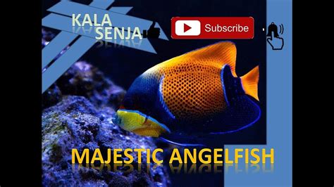 Majestic Angelfish Youtube