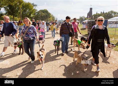 A Large Group Of People Walking Their Dogs Stock Photo Royalty Free