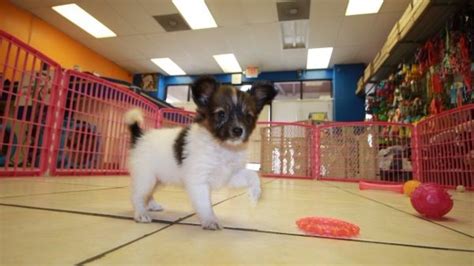 Good Looking Papillon Puppies For Sale In Georgia At