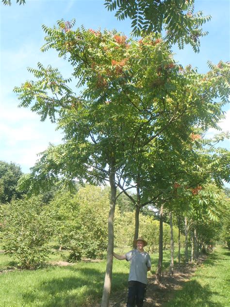 Ailanthus altissima Tree_of_heaven - Practicality Brown