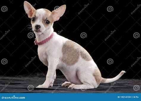 White With Fawn Markings Chihuahua Puppy Royalty Free Stock Images