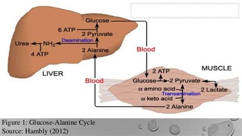 8 Glucose Alanine Cycle