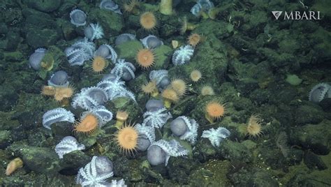 peneliti temukan kawanan gurita besar di laut dalam apa manfaatnya okezone techno