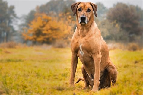 Rhodesian Ridgeback Dog Breed Guide Info Pictures Care And More Pet