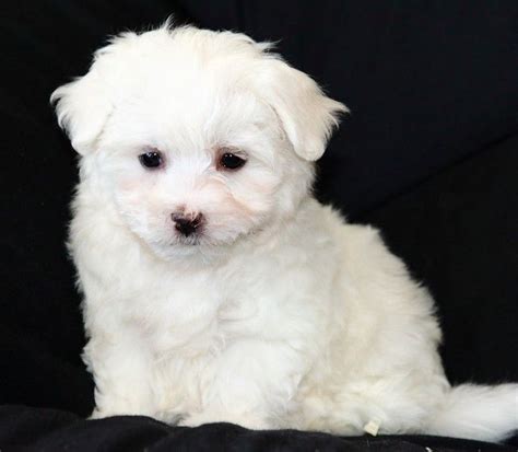 Pure White Maltese Puppy Maltese Pinterest More Maltese Ideas