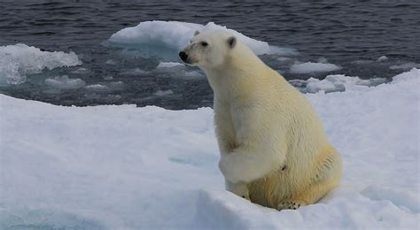 Polar Bear Ursus Maritimus Greenland 68 Just A Few M Flickr