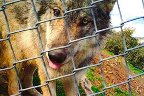 Endangered Mexican Wolf Escapes Colorado Wolf And Wildlife
