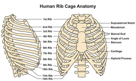 Human Ribs Diagram