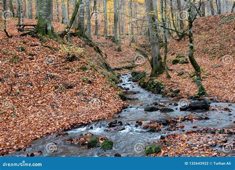 Creek And Forest In Autumn Stock Photo Image Of Bolu 132643922