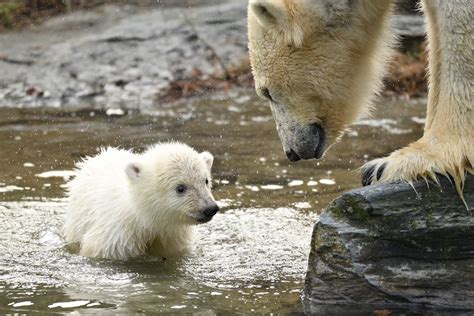 New Polar Bear Cub Born Last December In Berlin Germany On View