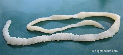 Tapeworm Pictures