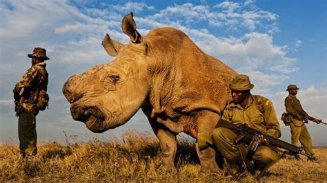 Petition · Stop The Illegal Poaching Of The Big 5 In Africa ·