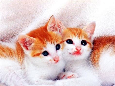 Preferably, comments should be about kittens, not people. Cute Cats | HD Wallpapers | Pictures | Images ...