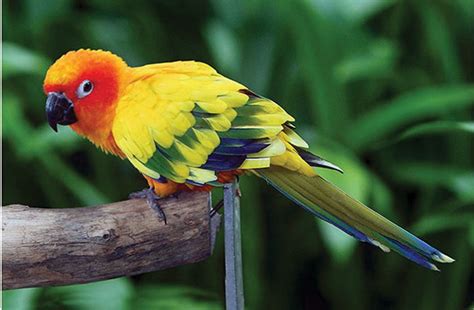 Top World News For All Parakeet Bird Information