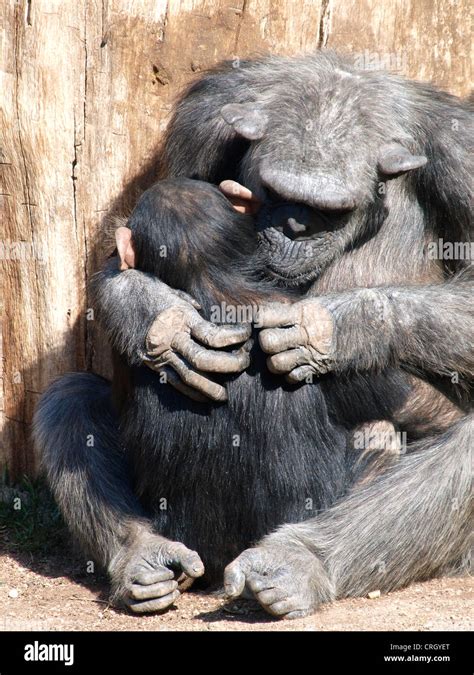 Chimpanzee Grooming Baby Hi Res Stock Photography And Images Alamy
