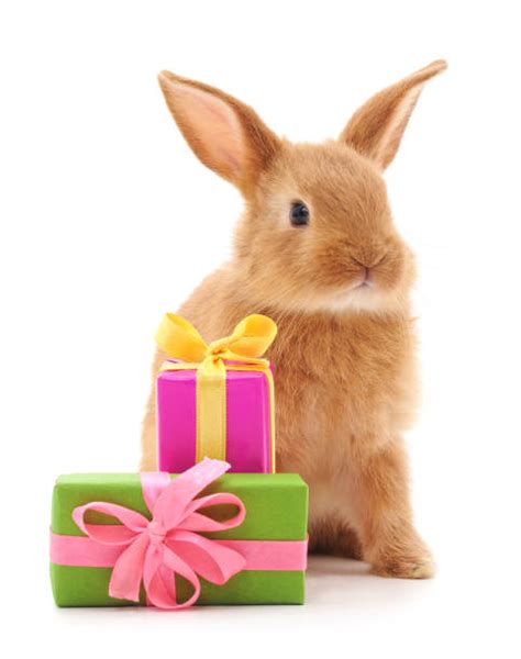 Royalty Free Happy Birthday Bunny Pictures Images And Stock Photos