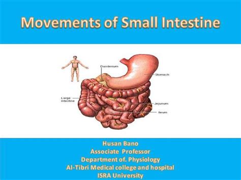 Movements Of Small Intestine Authorstream