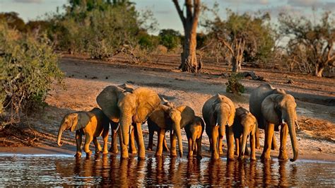 Botswana ⋆ Xavier Safaris
