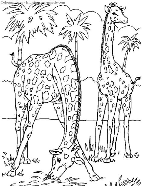 Realistic Animal Coloring Pages Timeless