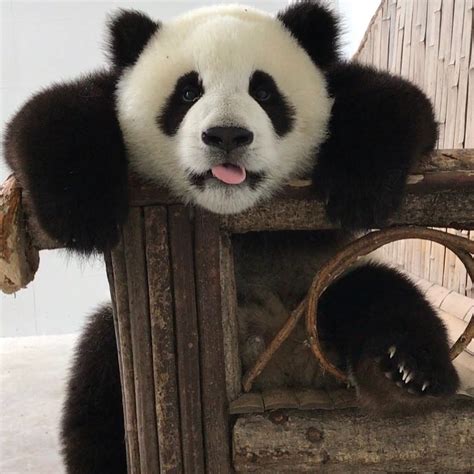 Panda Love Panda Bear Funny Bio Visiting Instagram Animaux Panda
