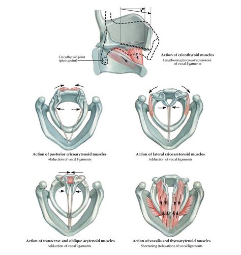 Action Of Intrinsic Muscles Of Larynx Anatomy Pediagenosis