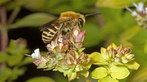 Bbc Earth Ivy Bees The New Bee On The Block