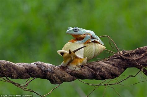 Whos There The Frog Looks Content On Top Of The Snails Shell But His Taxi For The Day Seems