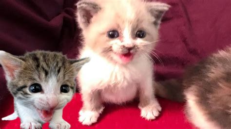 Save Me Rescue Tiny Street Baby Kittens Meowing Very Loudly For Mom