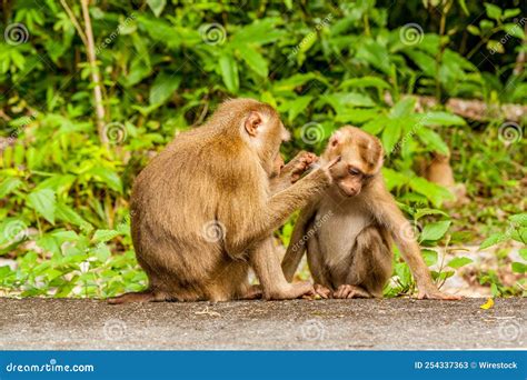 Monkeys Picking Each Other S Skin Against Green Plants And Trees Stock