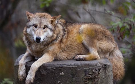 Download Wallpaper 3840x2400 Himalayan Wolf Wolf Predator Animal 4k