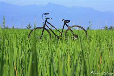 rumputilalang: Sepeda diantara hijaunya padi
