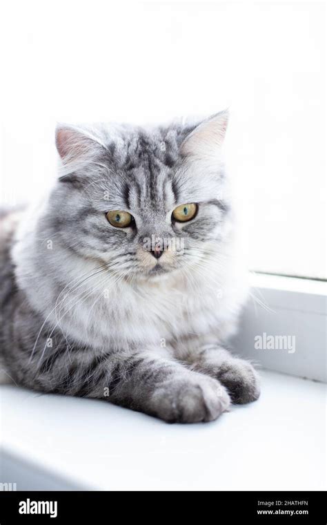 Cute Persian Cat Portrait Sitting On The Windowsill Stock Photo Alamy