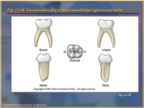 Mastery App Tooth Morphology Flashcards Quizlet