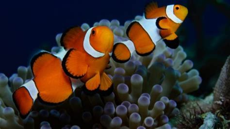 Oscelaris Clownfish Nemo Canberra Aquarium